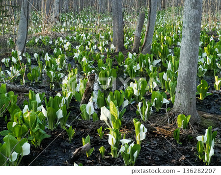 Early spring skunk cabbage illuminated by the setting sun Early spring skunk cabbage illuminated by the setting sun 136282207