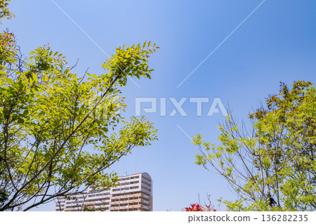碧空如洗，翠綠的樹葉和城市建築映襯著藍天。 136282235