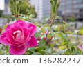 城市花園裡，盛開著綴滿水珠的亮粉色玫瑰。 136282237