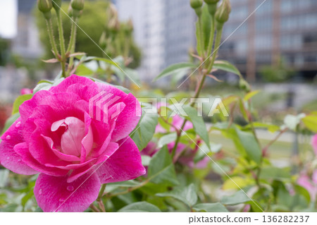 城市花園裡，盛開著綴滿水珠的亮粉色玫瑰。 136282237
