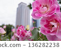 前景是鮮豔的粉紅色玫瑰，背景是城市建築。 136282238