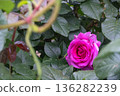 一朵鮮豔的洋紅色玫瑰在深綠色的葉子間盛開 136282239