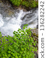 一幅構圖，捕捉了從正上方拍攝的鮮嫩綠葉和湍急山澗的景象。 136282242