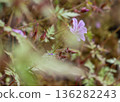 綠葉環繞著淡紫色的小野花 136282243