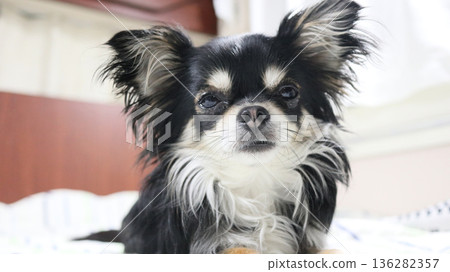 A close-up of a cute puppy on its first outing in a camper van 136282357