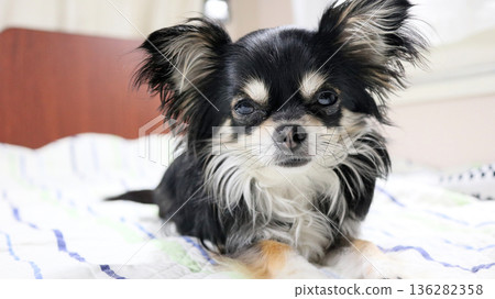 A close-up of a cute puppy on its first outing in a camper van A close-up of a cute puppy on its first outing in a camper van 136282358