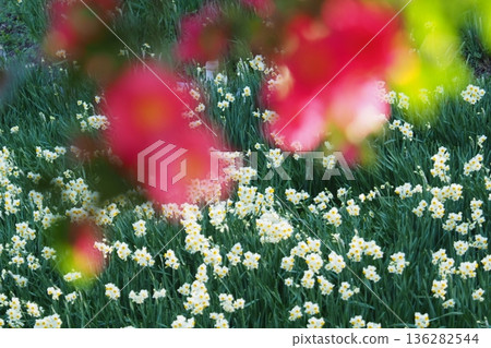 Daffodils and camellias in front of each other Daffodils and camellias in front of each other 136282544