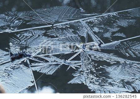 Ice patterns on the park pond Ice patterns on the park pond 136282545