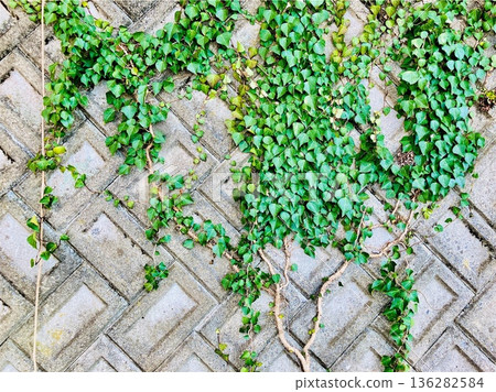 Ivy crawl wall Ivy crawl wall 136282584