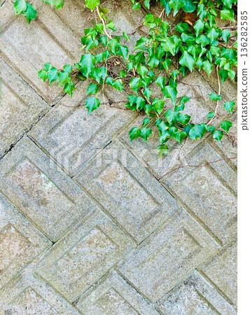 Ivy creeping on a stone wall Ivy creeping on a stone wall 136282585