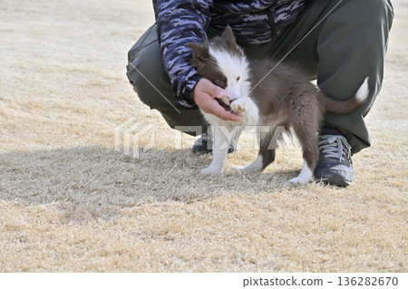 男子與邊境牧羊犬幼犬玩耍 136282670