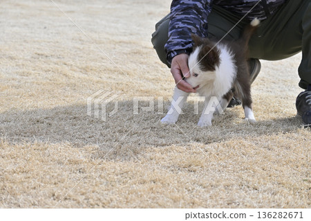 Man playing with a puppy Border Collie Puppy Man playing with a puppy Border Collie Puppy 136282671