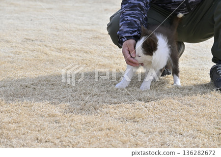 男子與邊境牧羊犬幼犬玩耍 男子與邊境牧羊犬幼犬玩耍 136282672