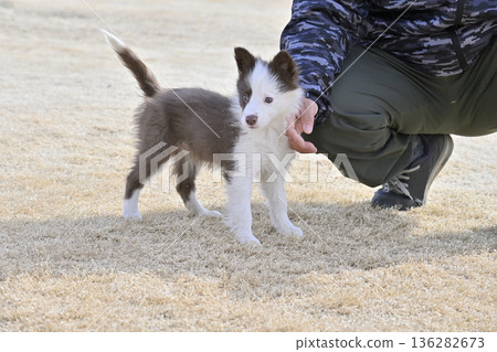 男子與邊境牧羊犬幼犬玩耍 男子與邊境牧羊犬幼犬玩耍 136282673