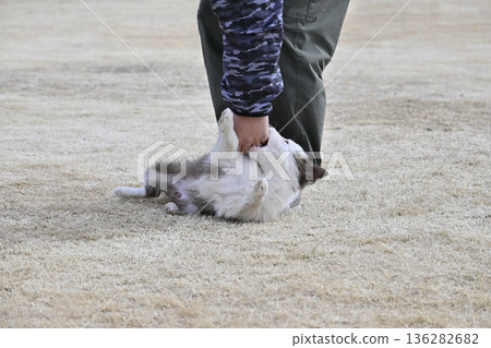 男子與邊境牧羊犬幼犬玩耍 136282682
