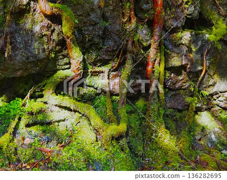 Root of tree and moss Root of tree and moss 136282695