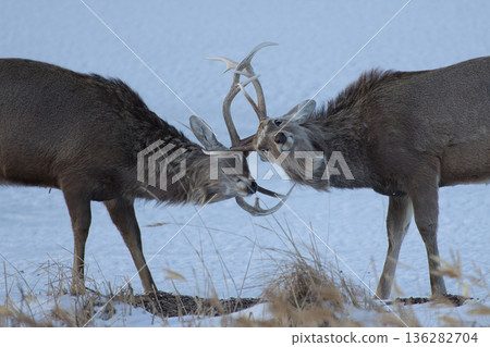 Sika deer butting antlers Sika deer butting antlers 136282704