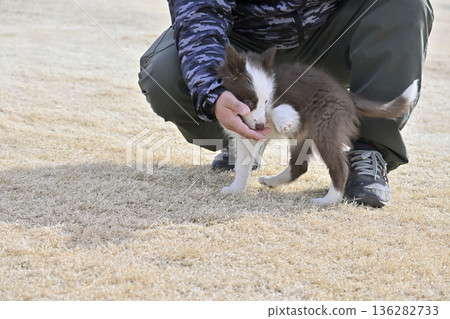 男子與邊境牧羊犬幼犬玩耍 男子與邊境牧羊犬幼犬玩耍 136282733