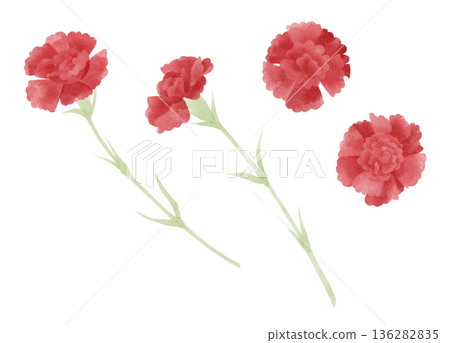 Red carnation illustration set, watercolor style 136282835