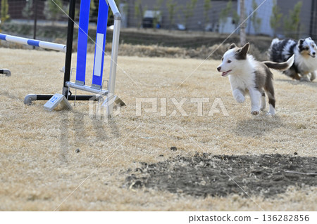 Puppies playing with adult dogs: Sheltie and Border Collie puppies Puppies playing with adult dogs: Sheltie and Border Collie puppies 136282856