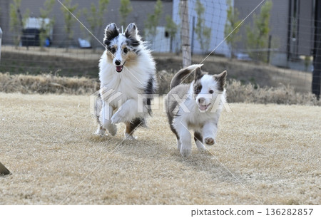幼犬與成犬玩耍:喜樂蒂犬和邊境牧羊犬幼犬 幼犬與成犬玩耍:喜樂蒂犬和邊境牧羊犬幼犬 136282857