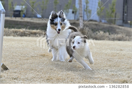 幼犬與成犬玩耍:喜樂蒂犬和邊境牧羊犬幼犬 幼犬與成犬玩耍:喜樂蒂犬和邊境牧羊犬幼犬 136282858