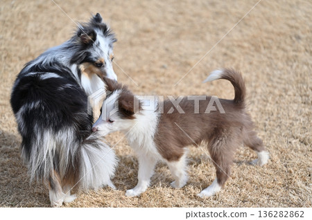 Puppies playing with adult dogs: Sheltie and Border Collie puppies 136282862