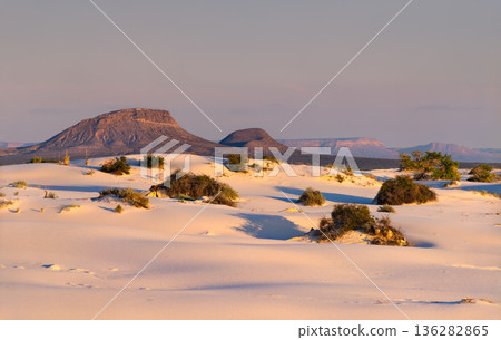 Dune Life Nature Trail in White Sands National Park, New Mexico. White gypsum sand dunes with green vegetation and distant mountains under a clear sky 136282865