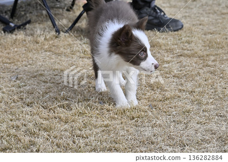 邊境牧羊犬幼犬在狗跑道玩耍 邊境牧羊犬幼犬在狗跑道玩耍 136282884