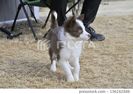 Border Collie puppy playing in a dog run Border Collie puppy playing in a dog run 136282886