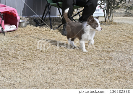 Border Collie puppy playing in a dog run Border Collie puppy playing in a dog run 136282888
