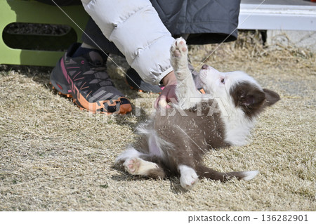 邊境牧羊犬幼犬和女人玩耍 邊境牧羊犬幼犬和女人玩耍 136282901
