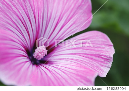 春天盛開的粉紅花朵特寫 春天盛開的粉紅花朵特寫 136282904