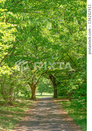 新鮮的綠色長廊 136282911