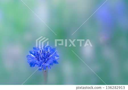 Corn flower 136282913