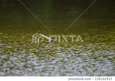 The fastest bird in horizontal flight is the blue-tailed swift The fastest bird in horizontal flight is the blue-tailed swift 136282915