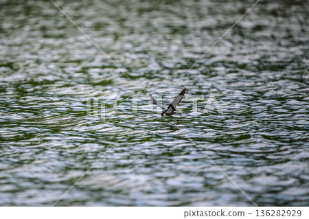 The fastest bird in horizontal flight is the blue-tailed swift The fastest bird in horizontal flight is the blue-tailed swift 136282929