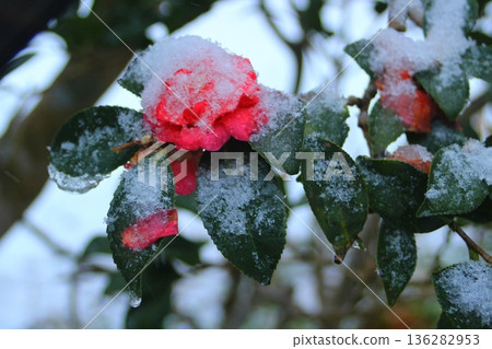 覆蓋著積雪的冬山茶花 覆蓋著積雪的冬山茶花 136282953