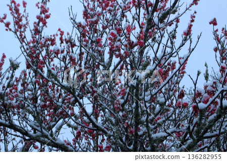 梅花在初雪中開始綻放 梅花在初雪中開始綻放 136282955