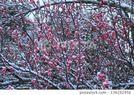 梅花在初雪中開始綻放 梅花在初雪中開始綻放 136282956