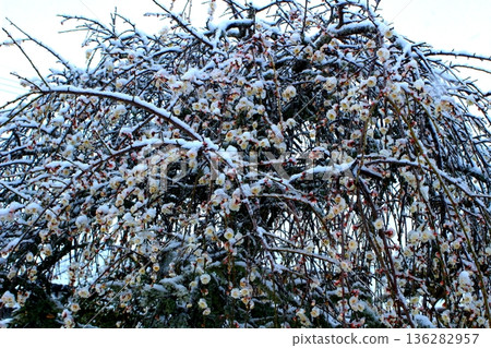 初雪之際,白梅花開始綻放。 初雪之際,白梅花開始綻放。 136282957