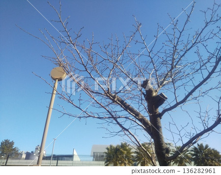 Sakura tree with leaves dropped in the blue sky 136282961