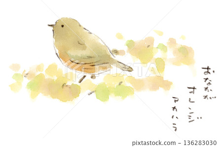 Watercolor illustration of a wild bird with an orange belly, the red-backed thrush Watercolor illustration of a wild bird with an orange belly, the red-backed thrush 136283030