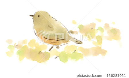 Watercolor illustration of a wild bird with an orange belly, the red-backed thrush Watercolor illustration of a wild bird with an orange belly, the red-backed thrush 136283031