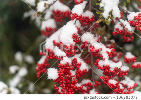 冬日雪景,紅莓掩映在雪中① 冬日雪景,紅莓掩映在雪中① 136283072