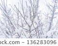 Snow-covered winter buds 136283096