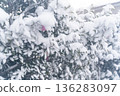 Snow-covered evergreen leaves 136283097