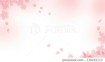 Spring background frame margin of pale cherry blossoms and petals 136283113