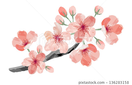 櫻花枝水彩速寫 136283158
