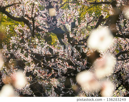 梅花和白梅 136283249